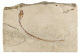 4.2" Cretaceous Primitive Eel (Enchelion) - Hakel, Lebanon - #200279-1